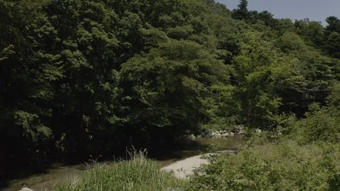 Flowing river in a forest in Tochigi Prefecture, Japan Stock-Footage 110780808