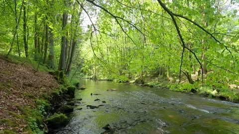Flowing river in fresh springtime forest Stock Footage 295302989