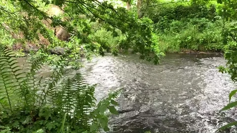 Flowing river with large green trees. Stock Footage 136586647