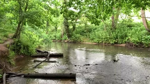 Flowing river with large green trees. Stock Footage 136586649