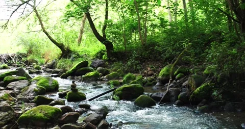 Flowing River Motion in Enchanted Forest Video stock 249590596