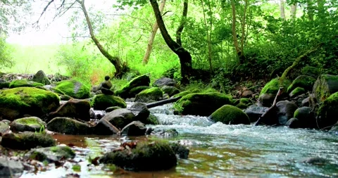 Flowing River Motion in Enchanted Forest Video stock 249590613