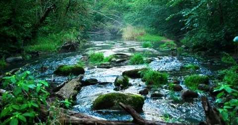 Flowing River Motion in Enchanted Forest Video stock 249590618