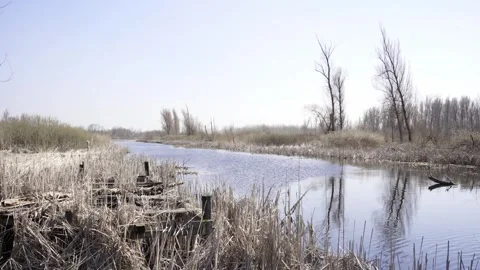 Flowing River in Nature Reserve Stock Footage 256011664