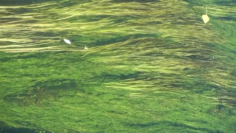 Flowing River Reeds Video stock 285847252