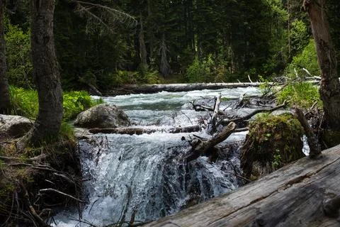 Flowing river with rocks and fallen trees surrounded by lush greenery in a 스톡 사진