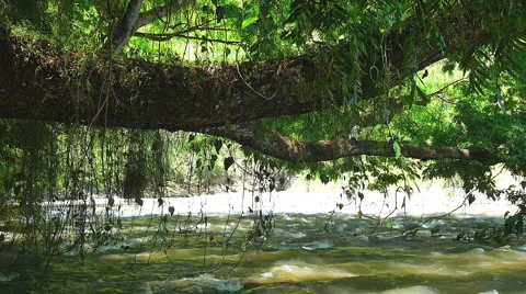 Flowing river scenic Stock Footage 50458848