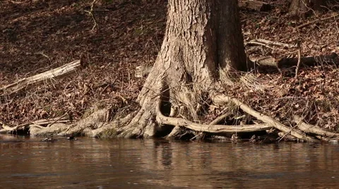 Flowing river in spring with flood water sunny day motion Video stock 48895070