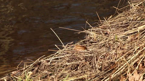 Flowing river in spring with flood water sunny day motion Video stock 48896031