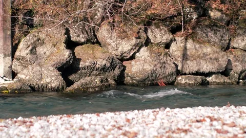 Flowing river with stones Stock Footage 98192195