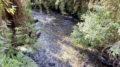 Flowing River Stream with Ambient Waterfall Sound in Forest Stock Footage 315133530