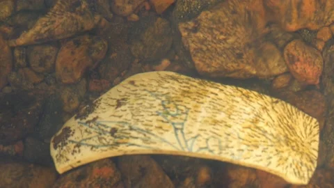 Flowing River Stream and Many Black Fly Larva on Piece of Ceramic, Close Up Stock Footage 213937383