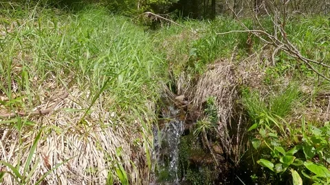 Flowing river with stream with grass around during springtime Stock Footage 301983805