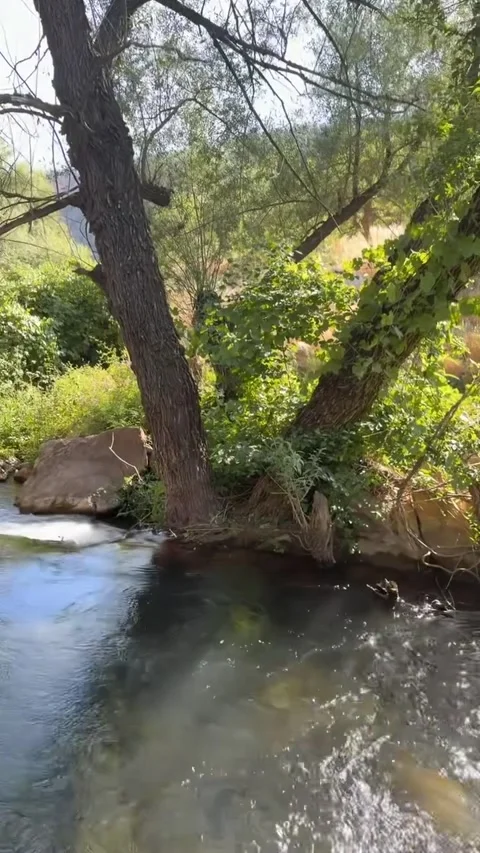 Flowing River Stream Through a Lush Green Forest Video stock 341318910