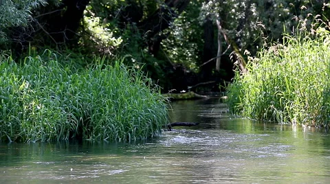 Flowing river on a sunny summer day Stock Footage 52402012