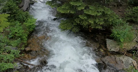 Flowing River Surrounded by Natural Forest Stock Footage 67010310