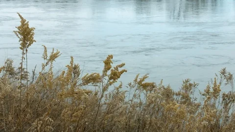 Flowing River Surrounded by Nature - Grasses on Shore - Missouri River 스톡 동영상 103690028