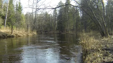 Flowing river in temperate forest Stock Footage 48967933