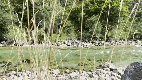 Flowing river through forest with blurred wild grass in foreground, Austria Vídeos de archivo 342024313