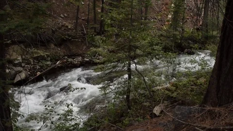 Flowing River through forest Stock Footage 79474832