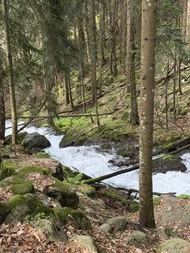 Flowing river through a lush forest with moss-covered rocks and trees Stock Photos