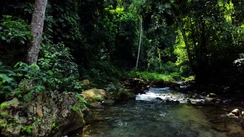 Flowing River in Tropical Forest Stock Footage 306801844