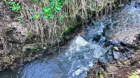 Flowing River in the Wilderness Video stock 307315893