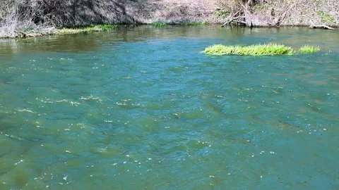 Flowing River in the Wilderness Video stock 307315894
