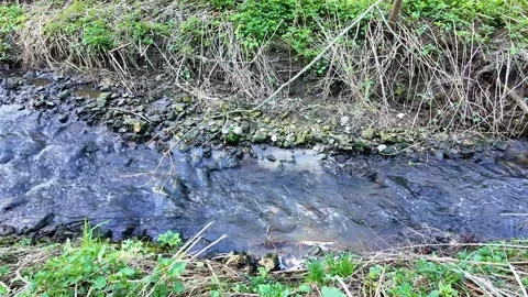 Flowing River in the Wilderness Video stock 307315895