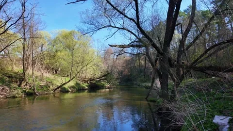 Flowing River in the Wilderness Video stock 307315924