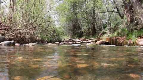 Flowing River in Woods Stock Footage 89591466