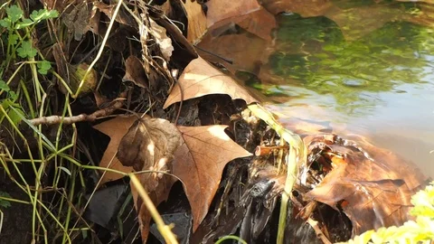 Flowing Rivulet Stock Footage 124546334