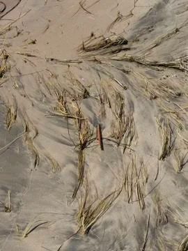 Flowing Roots Stock Photos