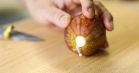 Flowing sap out of fig's stem when cutting Stock-Footage 115931058