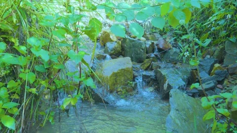 Flowing Serenity: A Rocky Stream Surrounded by Nature Stock Footage 285699295
