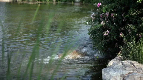 Flowing spring water Video stock 753251
