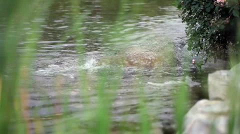 Flowing spring water Video stock 755376