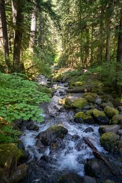 A flowing stram surrounded by greenery on the Silver Falls Loop Trail, WA. Stock Photos
