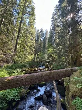A flowing stram surrounded by greenery on the Silver Falls Loop Trail, WA. Stock-Fotos