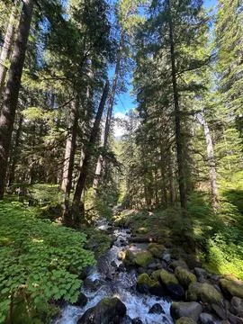 A flowing stram surrounded by greenery on the Silver Falls Loop Trail, WA Stock-Fotos