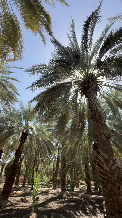 Flowing Stream Among Date Palms in The Garden 動画素材 338307065