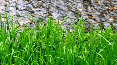 Flowing stream and green grass Stock Footage 37870627