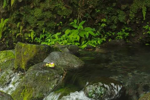 Flowing Stream and Rocks Stock Photos