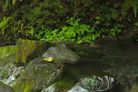 Flowing Stream and Rocks Stock Photos