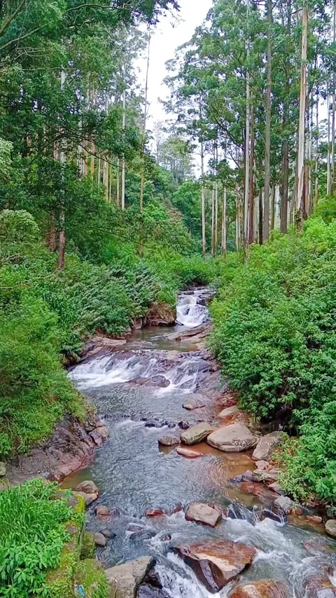 Flowing stream and small waterfall in a green forest Stock Footage 346746038