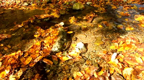 Flowing stream in autumn Stock Footage 56733611
