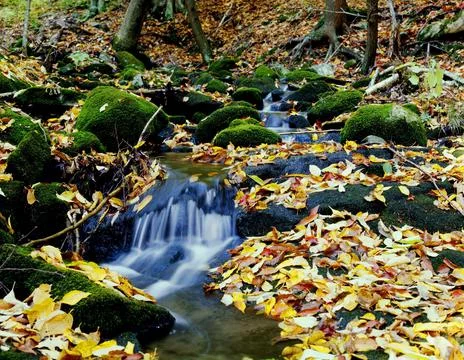 A Flowing Stream In Autumn Stock Photos