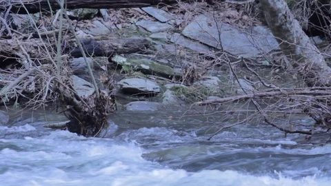 Flowing Stream with Bushes Stock Footage 100953109
