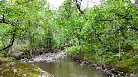 Flowing stream with clear water Stock Footage 314594134