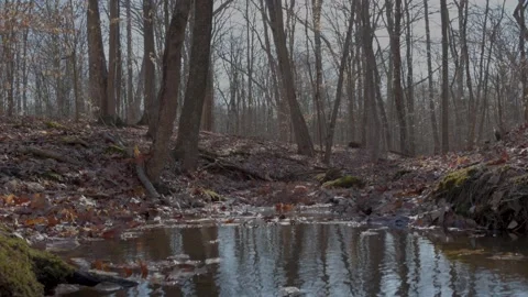 Flowing Stream on a Cold Winter Day Vídeo Stock 235221392